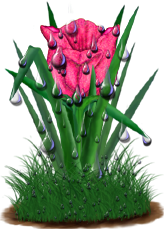 <img:stuff/TulipPinkSpkDrops.png>