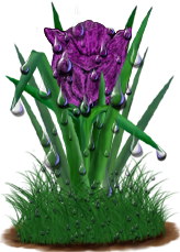 <img:stuff/TulipPurpSpkDrops.png>
