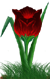<img:stuff/TulipRedSunset.png>