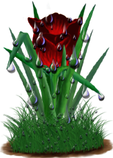 <img:stuff/TulipRedSunsetDrops.png>