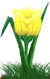 <img:stuff/TulipSunburstYelSM.png>