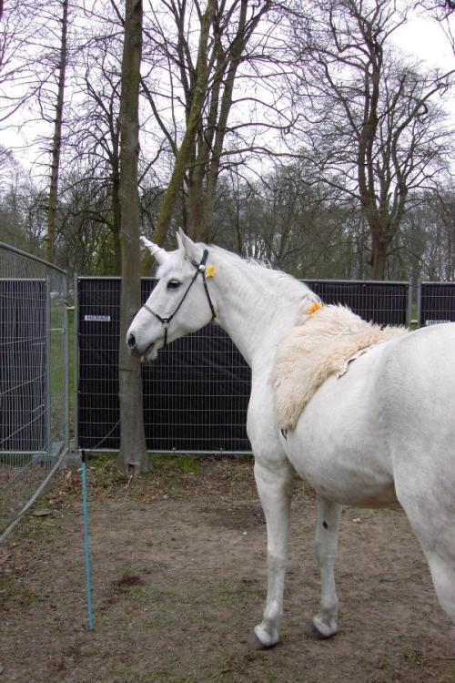 <img500*0:stuff/Unicorn-01.jpg>