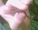 <img0*100:stuff/Unknown_lizardskink.jpg>