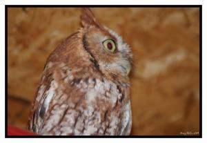 <img300*0:http://elftown.heddate.com/stuff/Upper_Owl_Body.jpg>