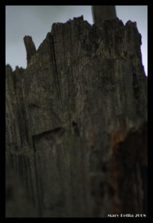 <img300*0:http://elftown.heddate.com/stuff/Upper_part_of_broken_dead_tree.jpg>