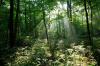 <img100*0:stuff/Viking_sunbeamsthroughthetrees.jpg>
