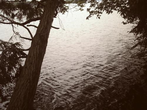 <img500*375:stuff/VintageWaterTree.jpg>