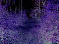 <img200*0:stuff/Violet%20Enchanted%20Trail.JPG>