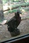 <img100*0:stuff/Vulture.jpg>