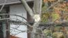 WHITESQUIRREL!!