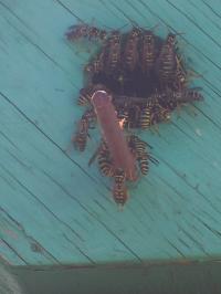 <img200*0:stuff/Wasp_Nest_.jpg>