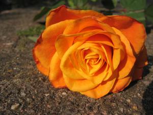 <img300*0:stuff/Week%205,%20Roses%20and%20Thorns%20picture.jpg>