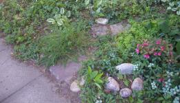 <img0*150:stuff/Weigela%201.jpg>