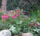 <img0*150:stuff/Weigela%202.jpg>