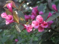 <img0*150:stuff/Weigela%203.jpg>