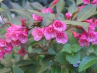 <img0*150:stuff/Weigela%204.jpg>