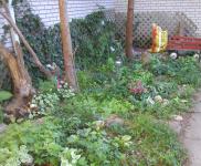 <img0*150:stuff/Weigela%205.jpg>