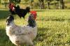 <img100*0:stuff/White%20Chicken.jpg>