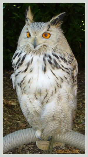 <img300*0:http://elftown.heddate.com/stuff/White%20Owl.jpg>