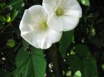 <img150*0:stuff/WhiteFlowers.jpg>