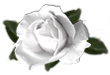 <imgv:http://elftown.heddate.com/stuff/WhiteRoseByArtsie_ladie.png>