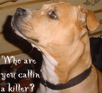 <img200*0:stuff/Whos_A_Killer.gif>