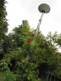 <img200*0:stuff/Wild_Garden_I.jpg>