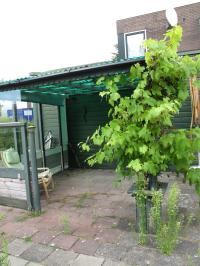 <img200*0:stuff/Wild_Garden_IV.jpg>