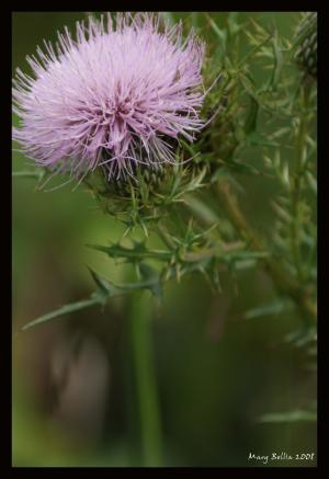 <img300*0:http://elftown.heddate.com/stuff/Wild_fllower_purple.jpg>