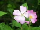 <img0*100:stuff/Wild_rose.jpg>