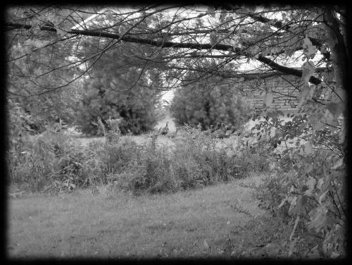 <img500*0:stuff/Wildturkeys.jpg>