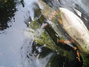 <img300*0:stuff/Wk1wild.jpg>