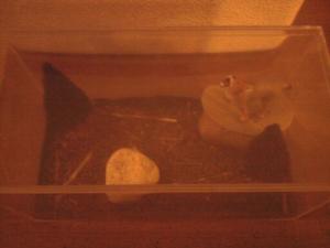 <img300*0:http://elftown.heddate.com/stuff/Wolf_habitat_view_2.jpg>