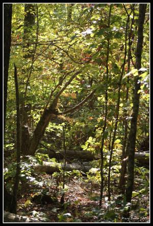 <img300*0:http://elftown.heddate.com/stuff/Wood_Scene.jpg>