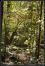 <img45*0:http://elftown.heddate.com/stuff/Wood_Scene.jpg>