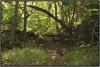 <img100*0:http://elftown.heddate.com/stuff/Wood_scene.jpg>