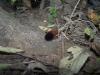 <img100*0:stuff/Woolly_Worm.jpg>