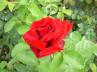 <img97*0:stuff/Would_a_rose...jpg>