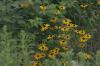 <img100*0:stuff/Yellow_Daisies.jpg>