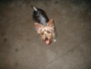 <img0*100:stuff/Yorkie.jpg>