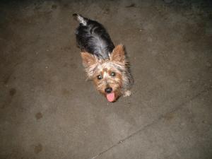 <img300*0:stuff/Yorkie.jpg>