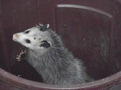 <img500*375:stuff/Zeh_Possum.jpg>