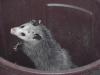 Zeh_Possum