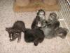_my_kitten_and_his_sibs