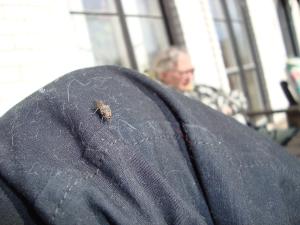 <img300*0:stuff/a_Fly.jpg>