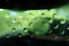 <img287*0:stuff/abstract2_oc.jpg>