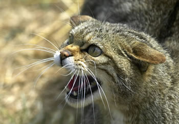 <img:stuff/aggressive%20cat.jpg>