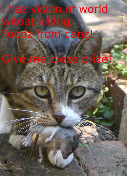 <img500*0:stuff/aj/1/Cat_and_peace_prize.jpg>