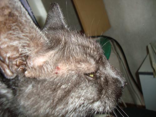 <img500*0:stuff/aj/1/LiloProblem1.jpg>