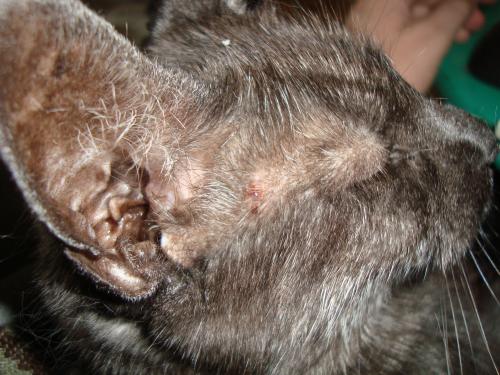 <img500*0:stuff/aj/1/LiloProblem1b.jpg>